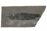 Early Devonian Lung Fish (Pentlandia) Fossil - Scotland #217960-1